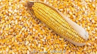 آخرین وضعیت واردات و موجودی ذرت