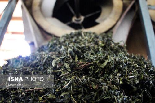 تولید ۳۳ هزار تنی چای خشک ارگانیک و سالم امسال