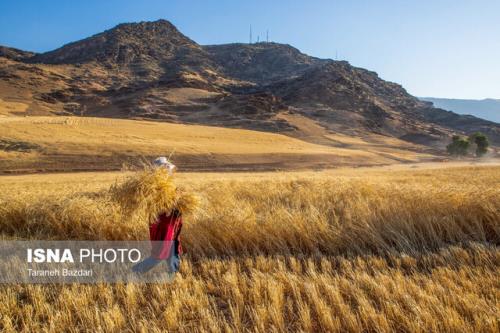 ایران به مرز خودکفایی گندم می رسد