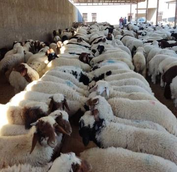 میزان ذخایر گوشت کشور بالا است