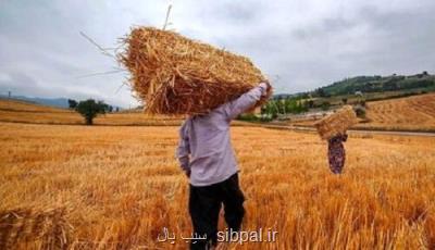 گندمکاران حتما بخوانند