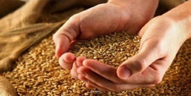 خبر مهم وزیر جهاد کشاورزی برای گندمکاران
