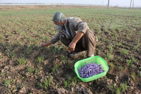زعفران كاران با ورود به معاملات آپشن از نوسان قیمتی در امان می مانند